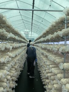 【きのこ収穫体験】岐阜県郡上市和良町のオーガニックきのこ農園で椎茸と木耳を収穫してきました！